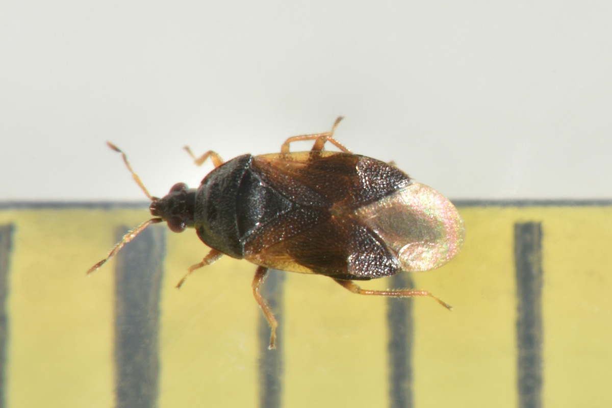 Anthocoridae: Orius sp.